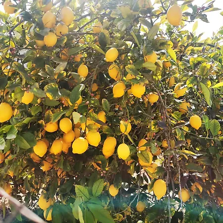 Appartement Marcelina Torrevieja