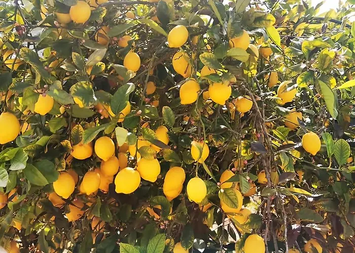 Apartman Marcelina Torrevieja